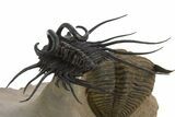 Spectacular Flying Dicranurus Trilobite With Zlichovaspis #334922-10